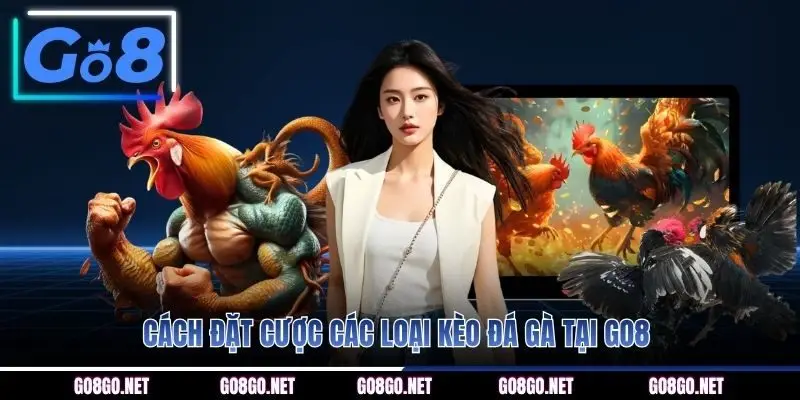 Cách đặt cược các loại kèo đá gà tại GO8